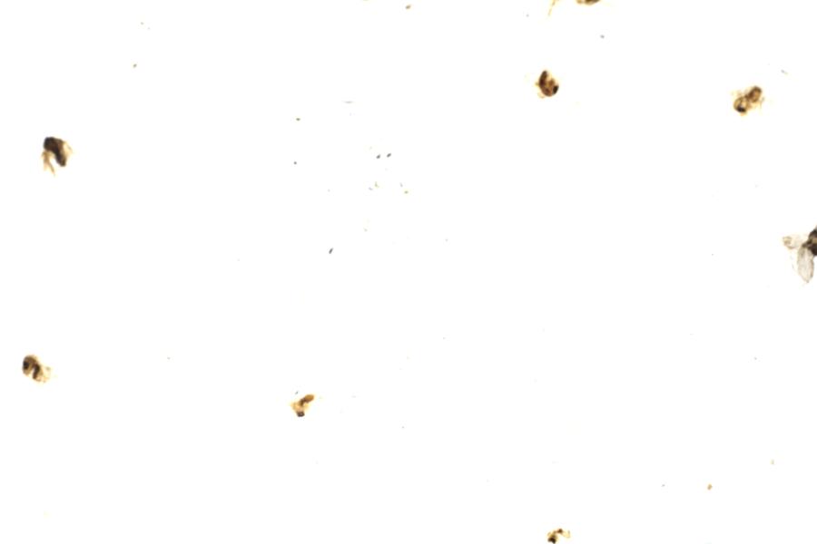 Image 18